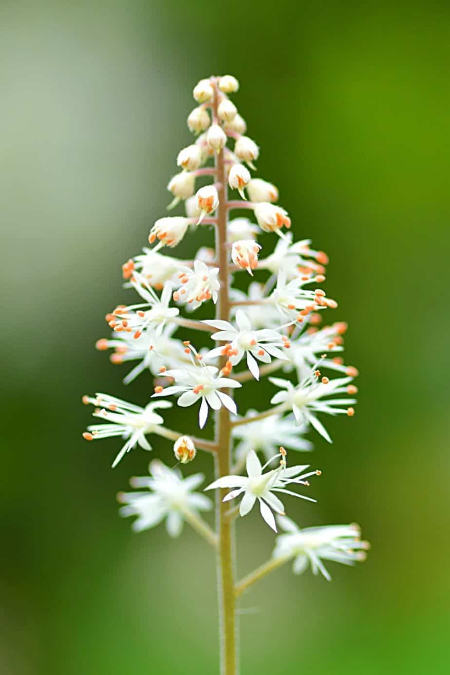 Tiarella Cordifolia, aka Foamflower, loves the shade that north-facing side of the hosue offers