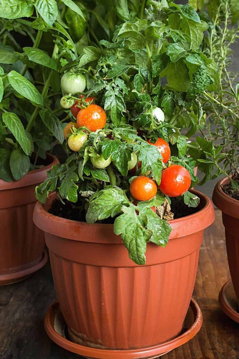 Tomato, a fruit and not a vegetable, is a plant you can easily grow in a pot on your east-facing balcony