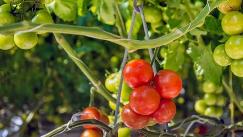 Tomatoes can be grown in a hydroponics system with the help of Rockwool cubes