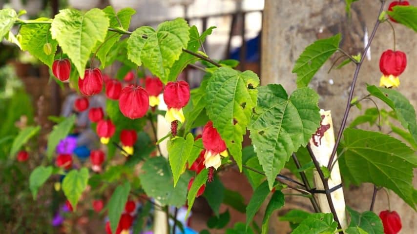 Trailing Abutilon is another beautiful plant that adds visual appeal to your fence line