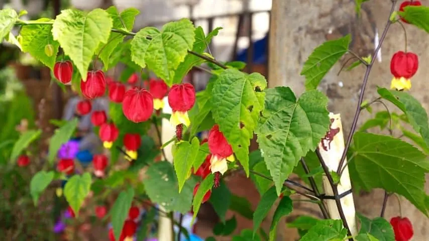 Trailing Abutilon is another beautiful plant that adds visual appeal to your fence line
