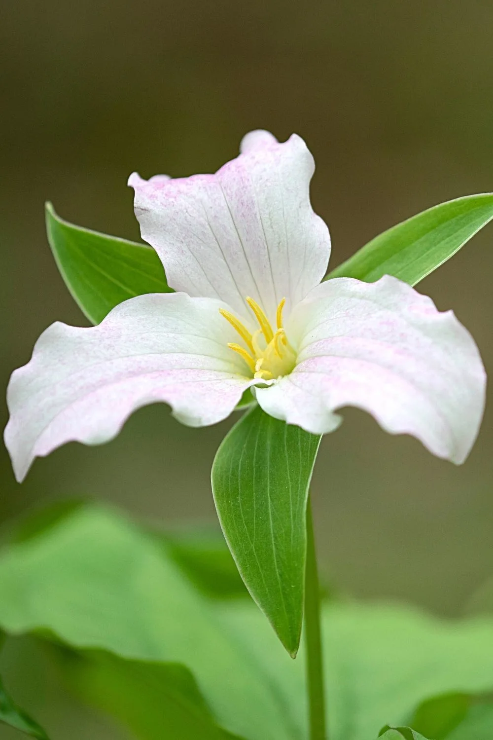 Trillium thrive in a wide range of growing conditions, hence, it's a perfect fit for your northeast-facing garden