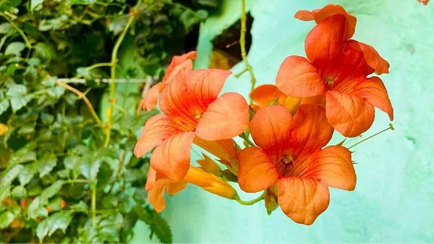 Trumpet Vine is a tubular-shaped vine that beautifies your fence line with its vibrant blooms