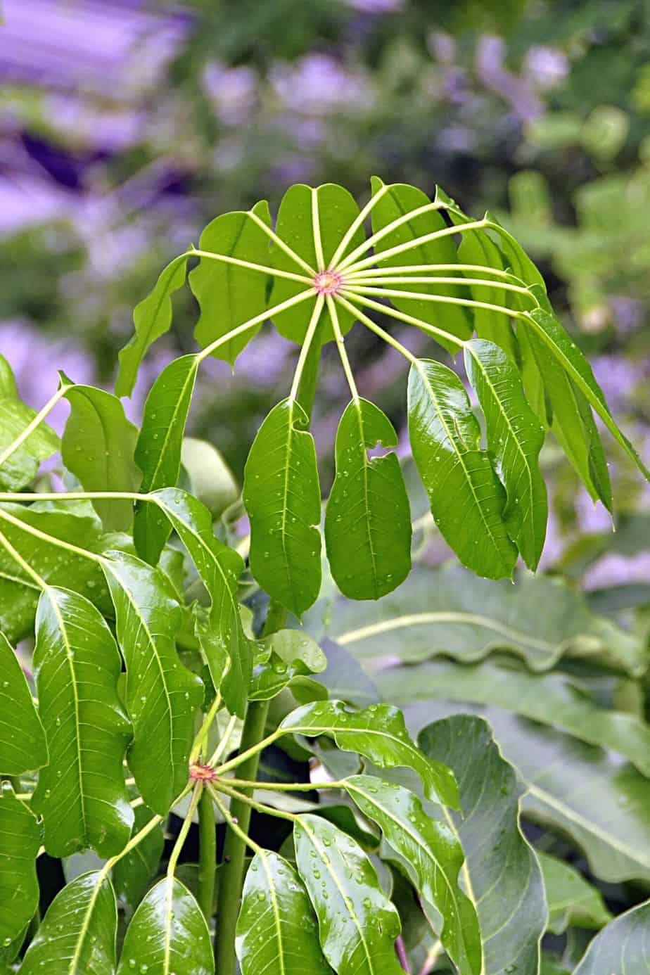 Umbrella Tree, with its shiny and long foliage, spruces up a southeast-facing window