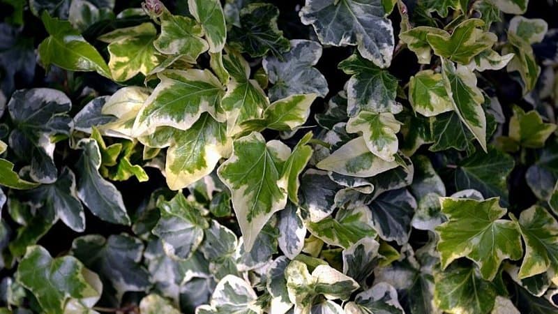Variegated Ivy is another great choice if you prefer to have a flower-less window box