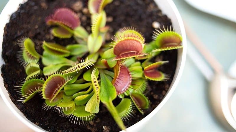 Venus Flytraps help make your terrarium look like a tropical paradise