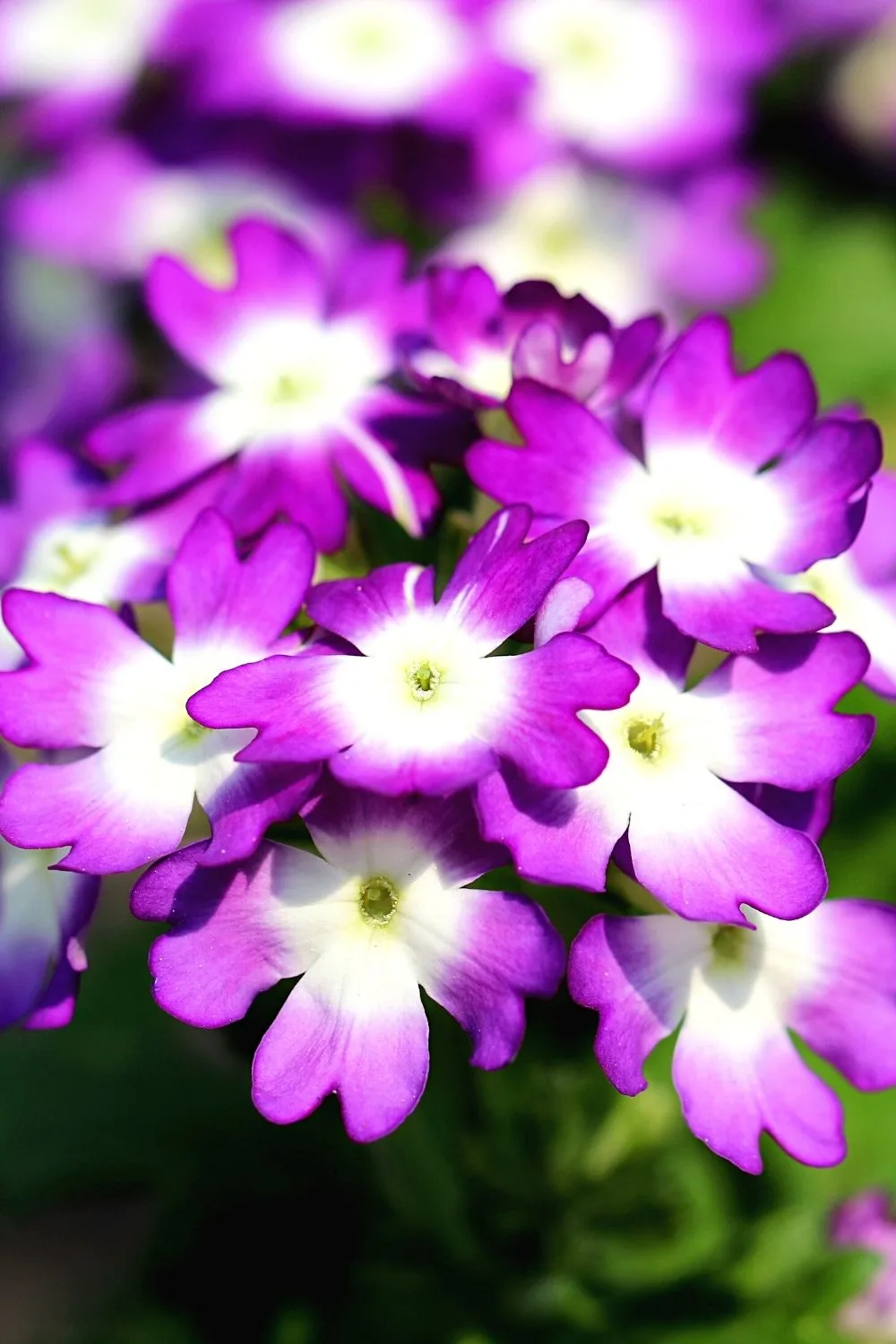Verbena is a purple-colored plant that's commonly used to treat respiratory diseases, can be grown on an east-facing balcony
