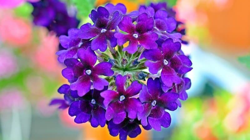 Verbena grow best in well-draining and fertile soils, making it attract bees to your garden