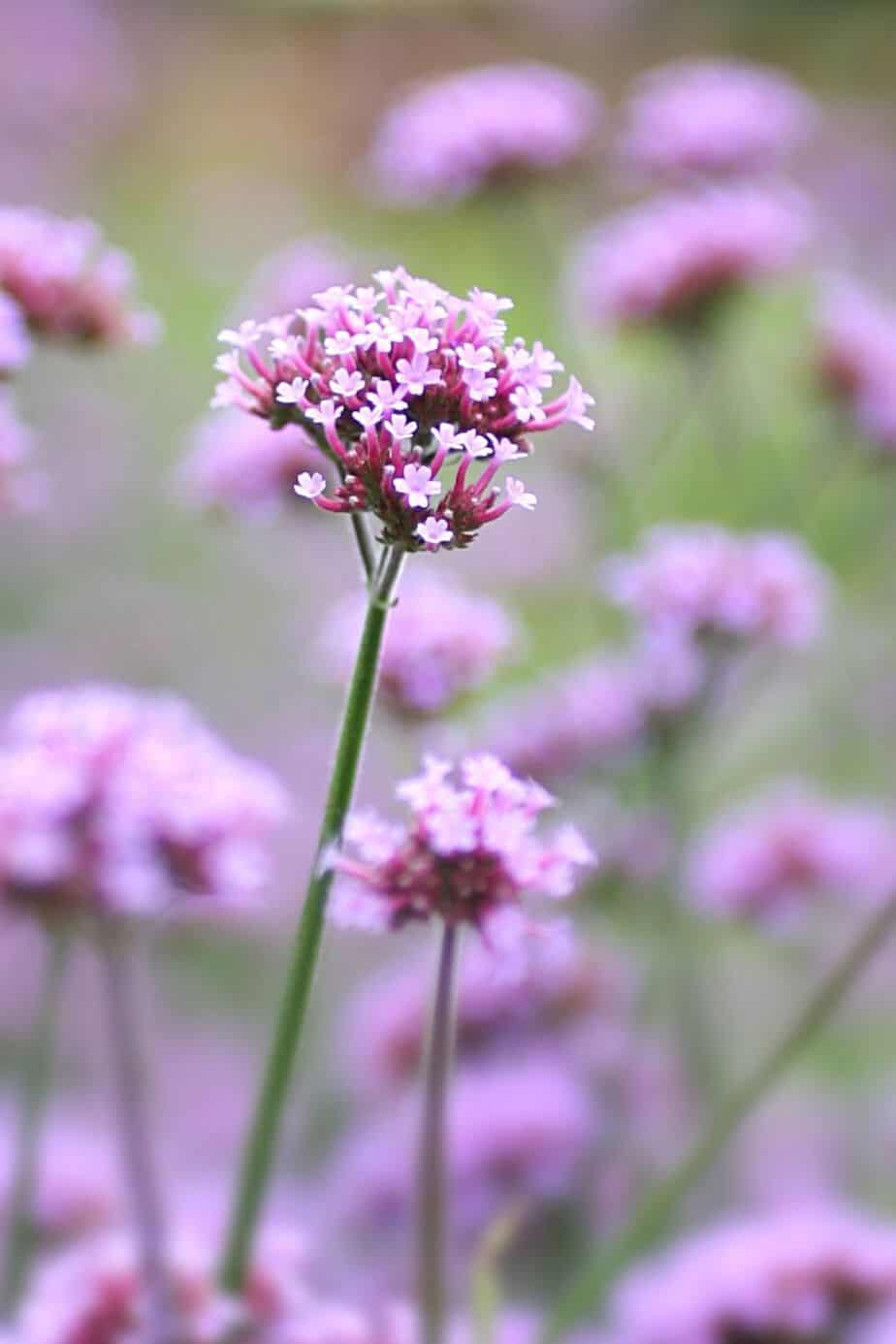 Verbena bonairiensis thrives in northwest-facing gardens as it can tolerate the morning shade and use the afternoon sun to its maximum capacity