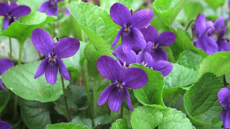 Viola is one of the plants you can grow in a hydroponics system that is both medicinal and edible