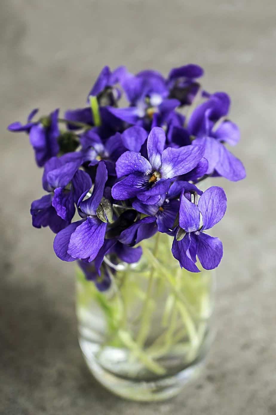 If you care for your Violets properly, they'll bloom in your northeast-facing garden all year-round