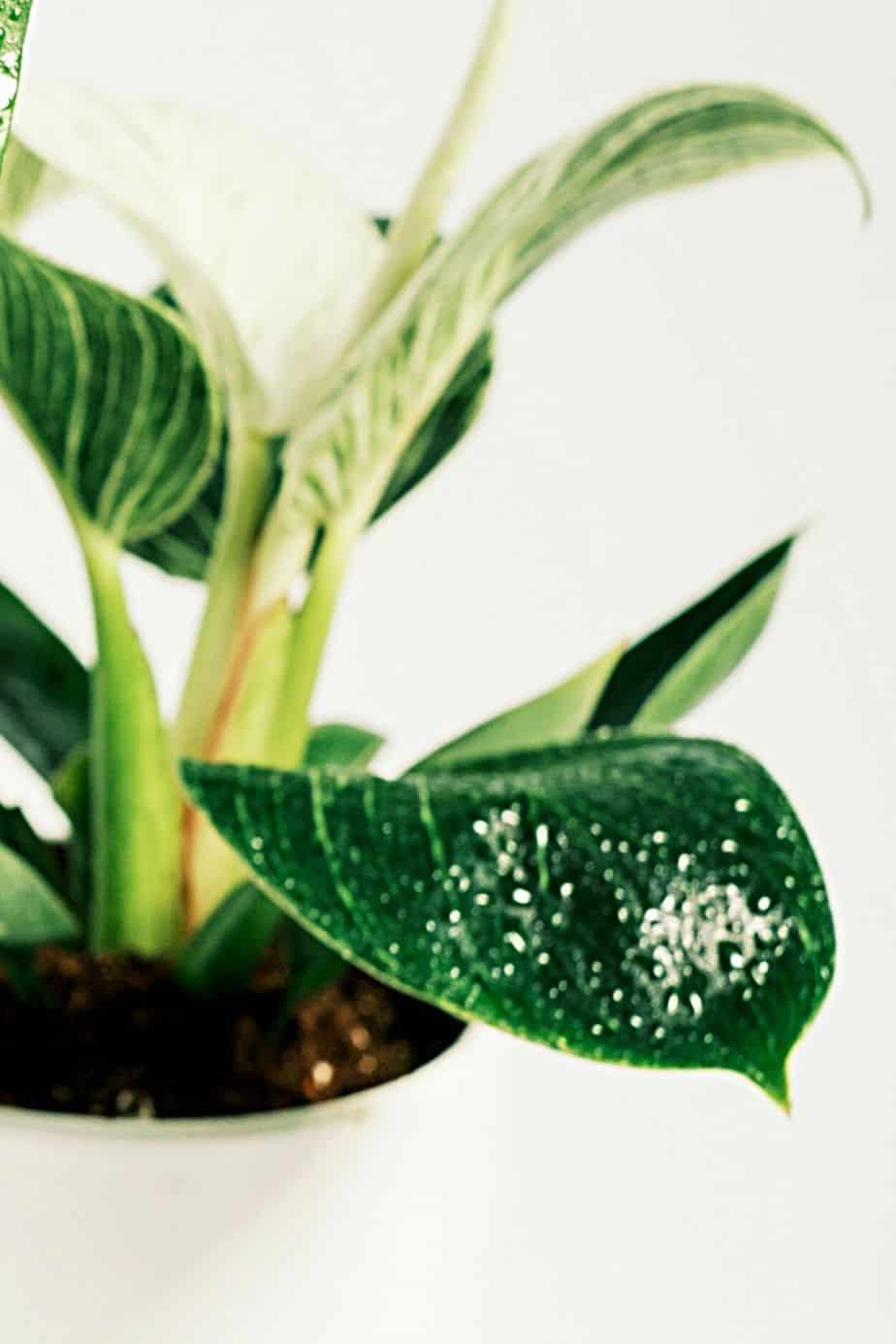 Water your Philodendron Birkin according to schedule to avoid stunting and root rot problems