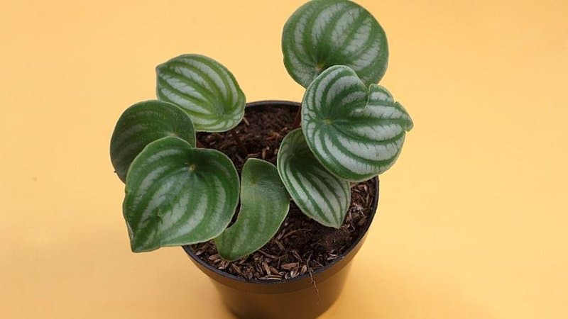 Another plant that thrives in the humid and warm environment of terrariums is the Watermelon Peperomia