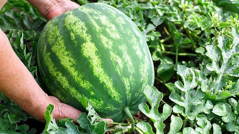 Watermelon is one of the plants that grow better when you plant it in a hydroponics system