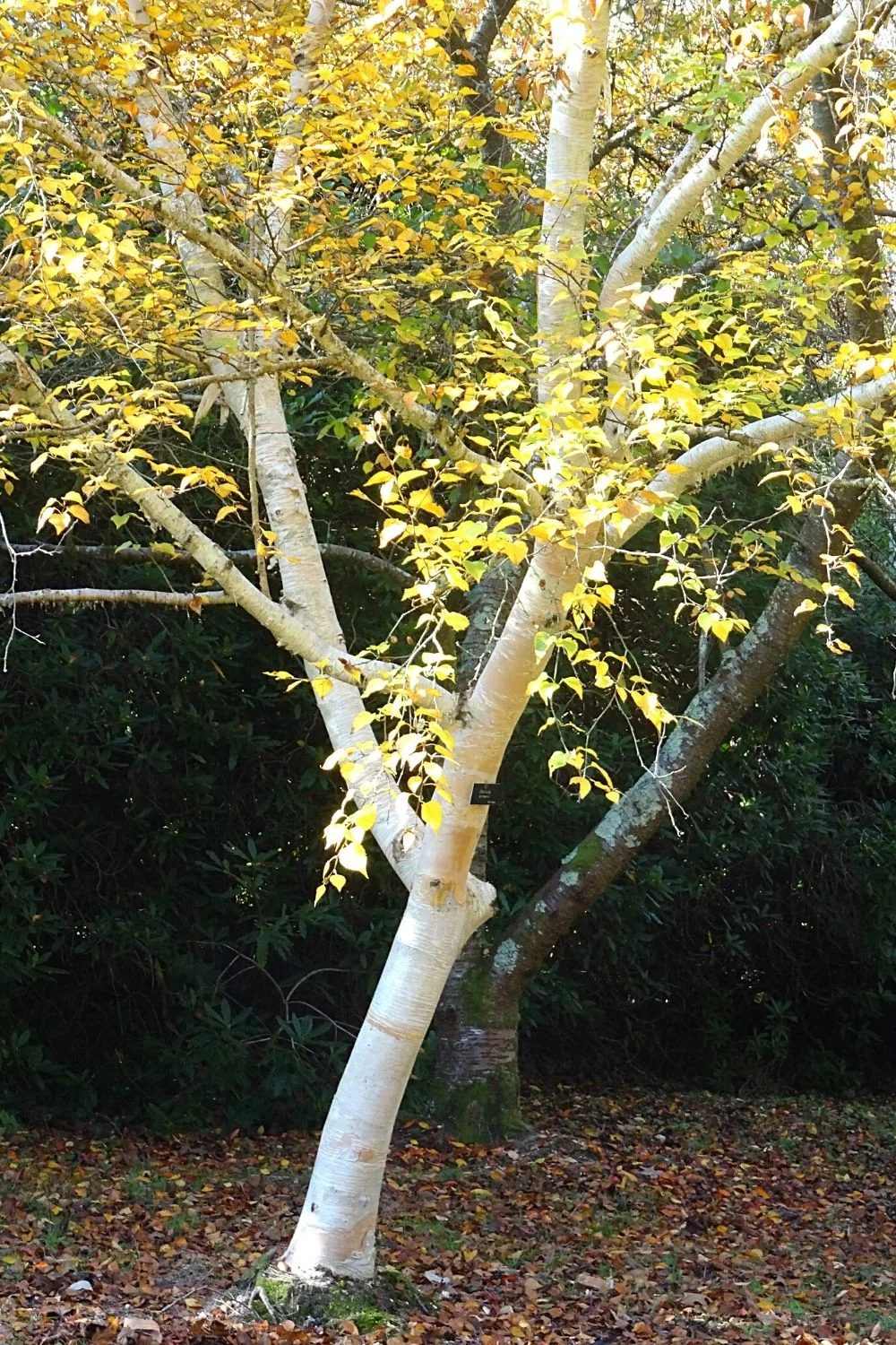 West Himalayan Birch is another stunning tree that you can plant in your southeast facing garden