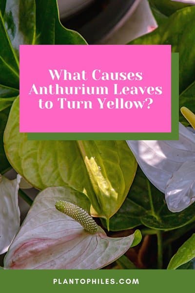 What Causes Anthurium Leaves to Turn Yellow?