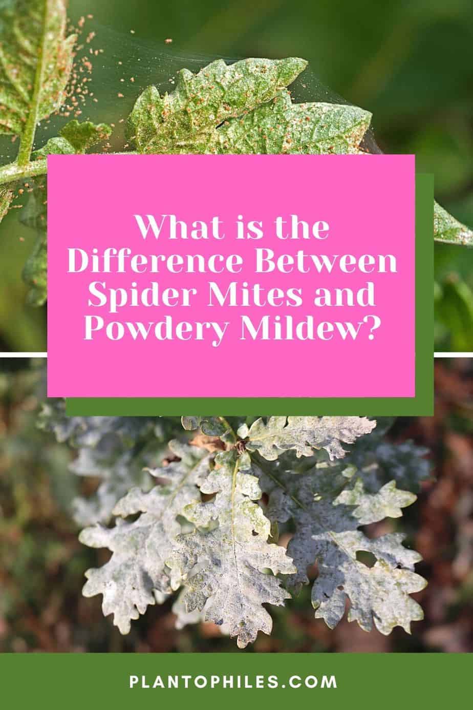What is the Difference Between Spider Mites and Powdery Mildew