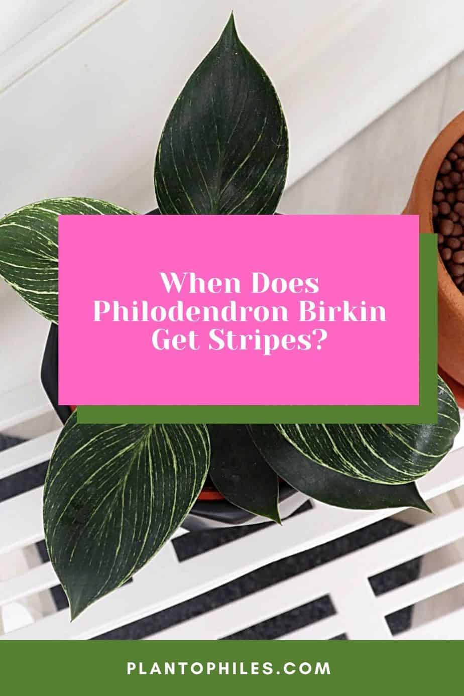 When Does Philodendron Birkin Get Stripes