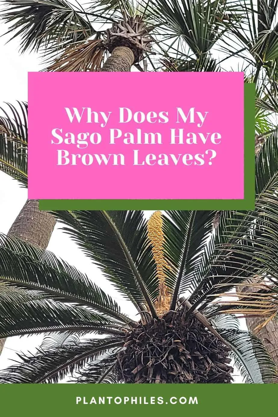 Why Does My Sago Palm Have Brown Leaves?