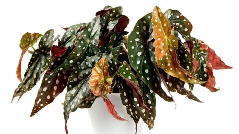 Why is my Begonia Maculata Dropping Leaves? 5 Best Reasons