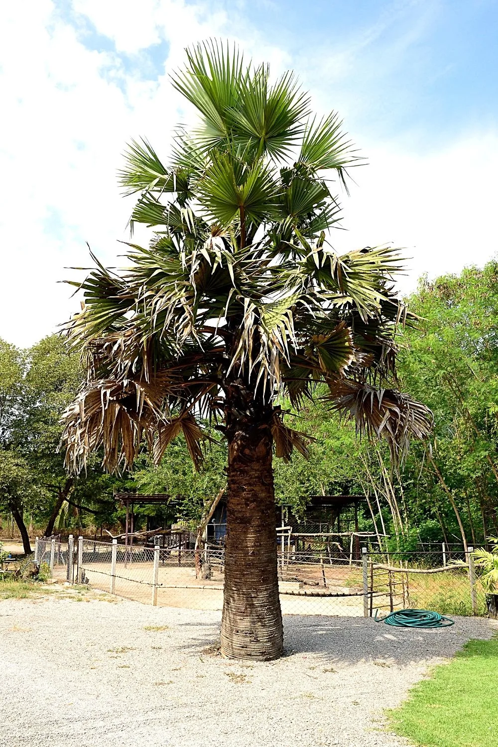 Windmill Palm is a great centerpiece plant for your southeast facing garden