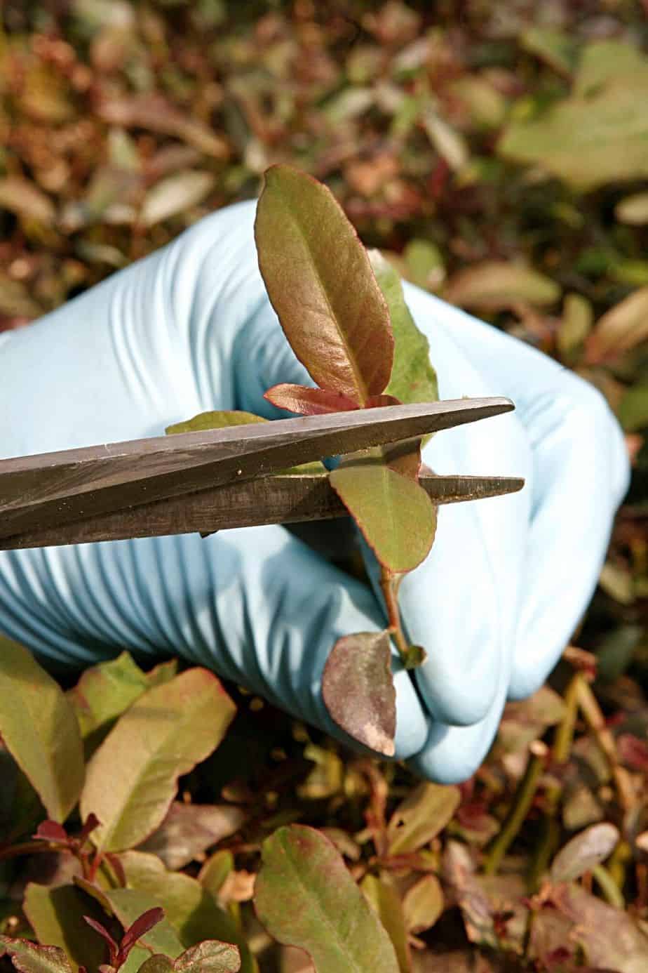 With a clean knife or secateurs, cut a 4-inch mature shoot from the mother eucalyptus plant to propagate it from cutting
