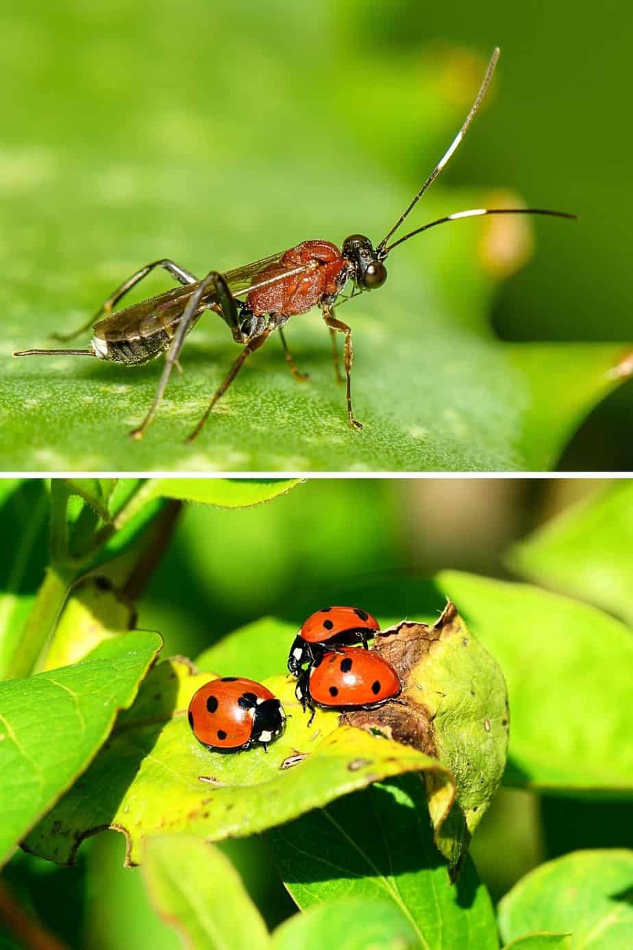 你可以用寄生蜂或瓢虫来捕食生活在土壤表面的蚜虫