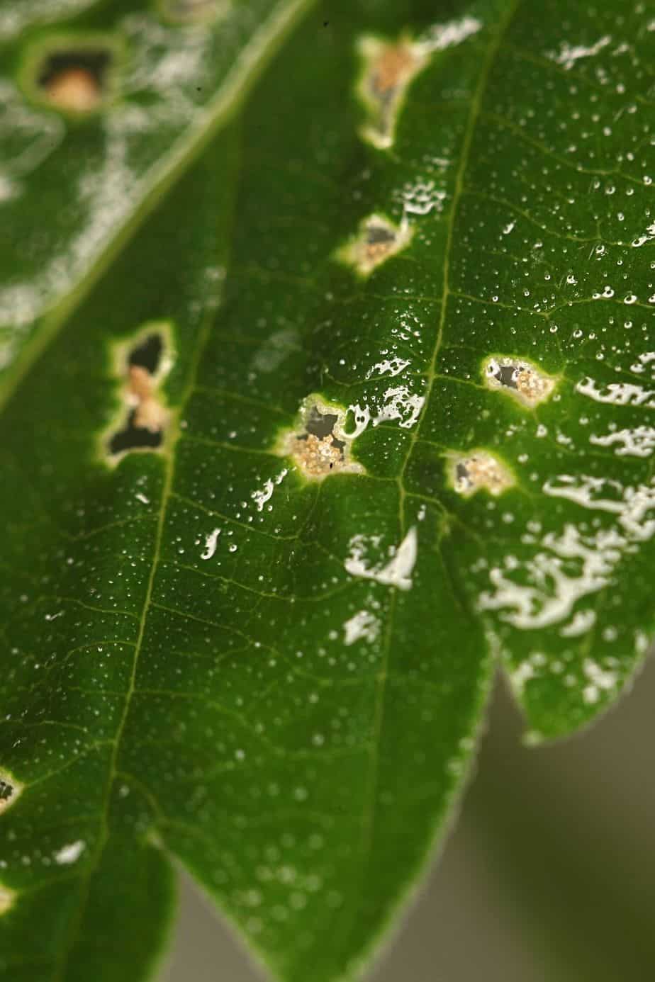 You'll know your plant's infected with spider mites as you'll notice stippling on them
