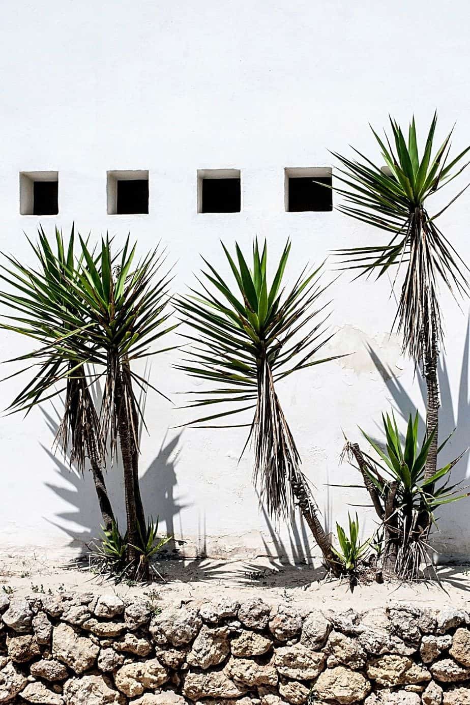 Yucca is another cheap plant you can grow in your garden for privacy