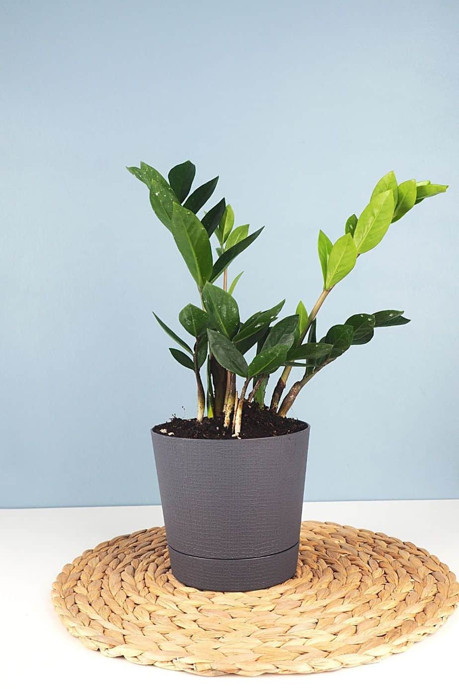 ZZ plants can grow about 12 inches in a season, but it's extremely rare as they're slow growers