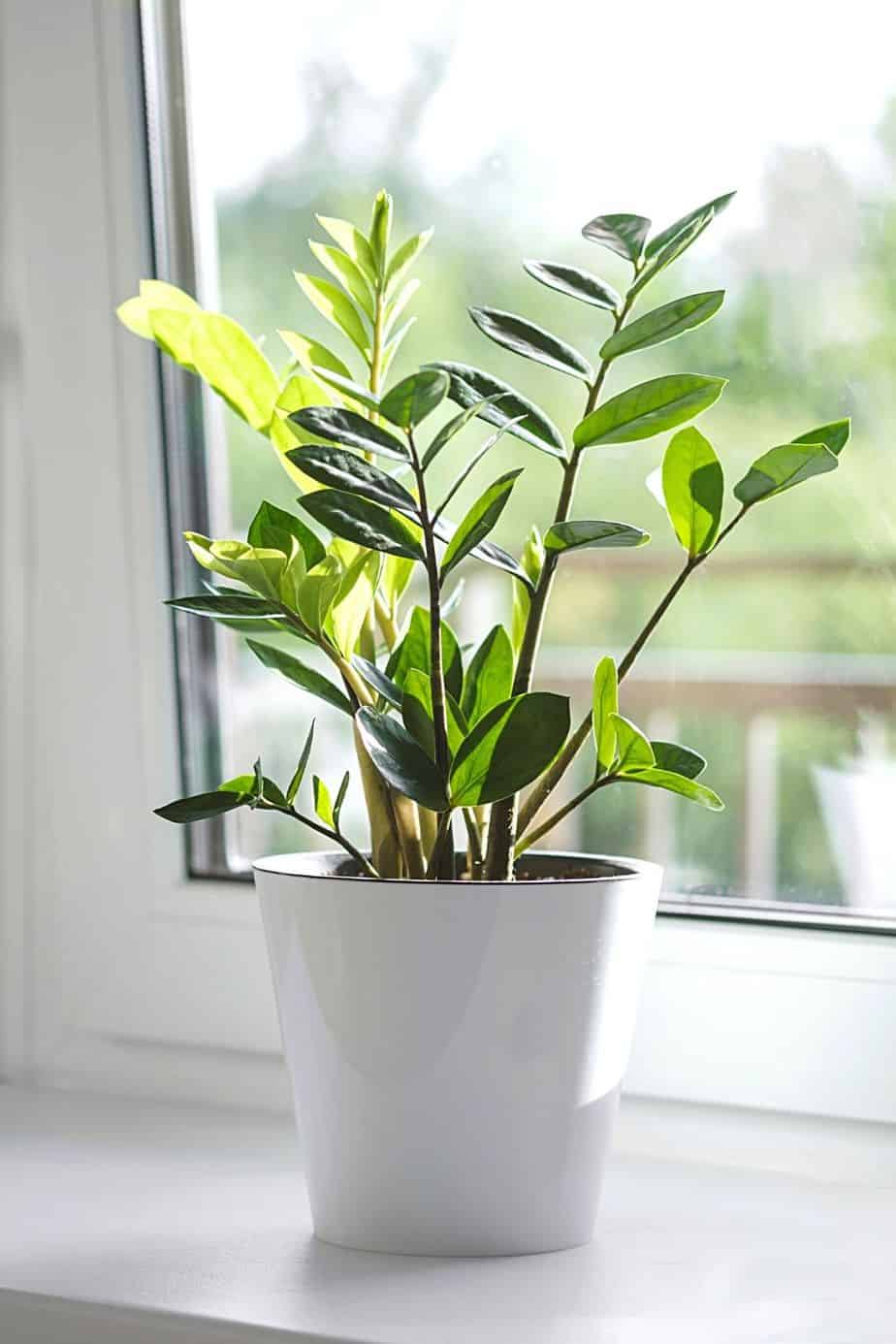 ZZ plants require bright yet indirect light for them to grow