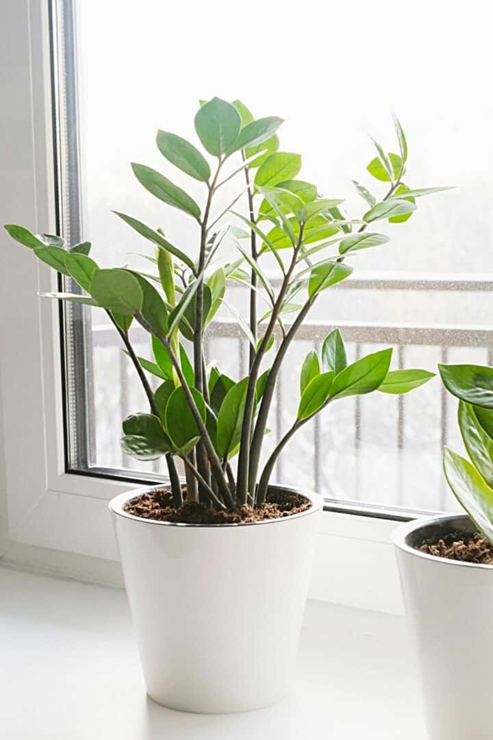 30 Houseplants For Northeast-Facing Window - Best List [2023]