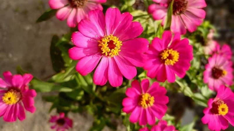 Zinnia can thrive in a hydroponics system if you ensure that it meets its moisture requirements