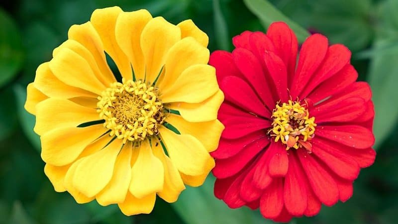 百日菊是另一种色彩鲜艳的植物，你可以全年都在你阴凉的门廊上种植188金宝慱亚洲体育