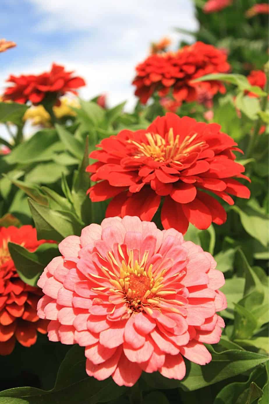 Zinnias are another colorful addition to your west-facing balcony plant collection