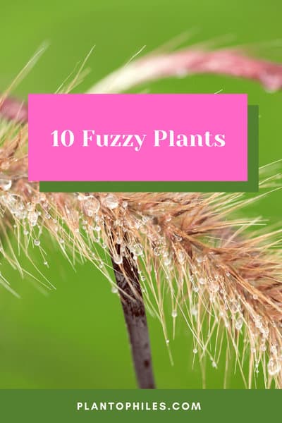 10 Fuzzy Plants