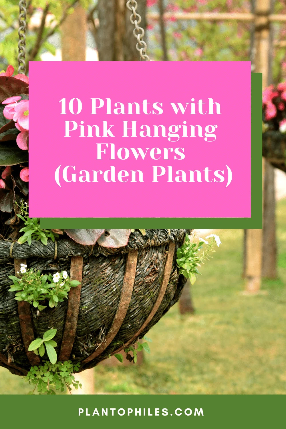 10 Plants with Pink Hanging Flowers (Garden Plants)