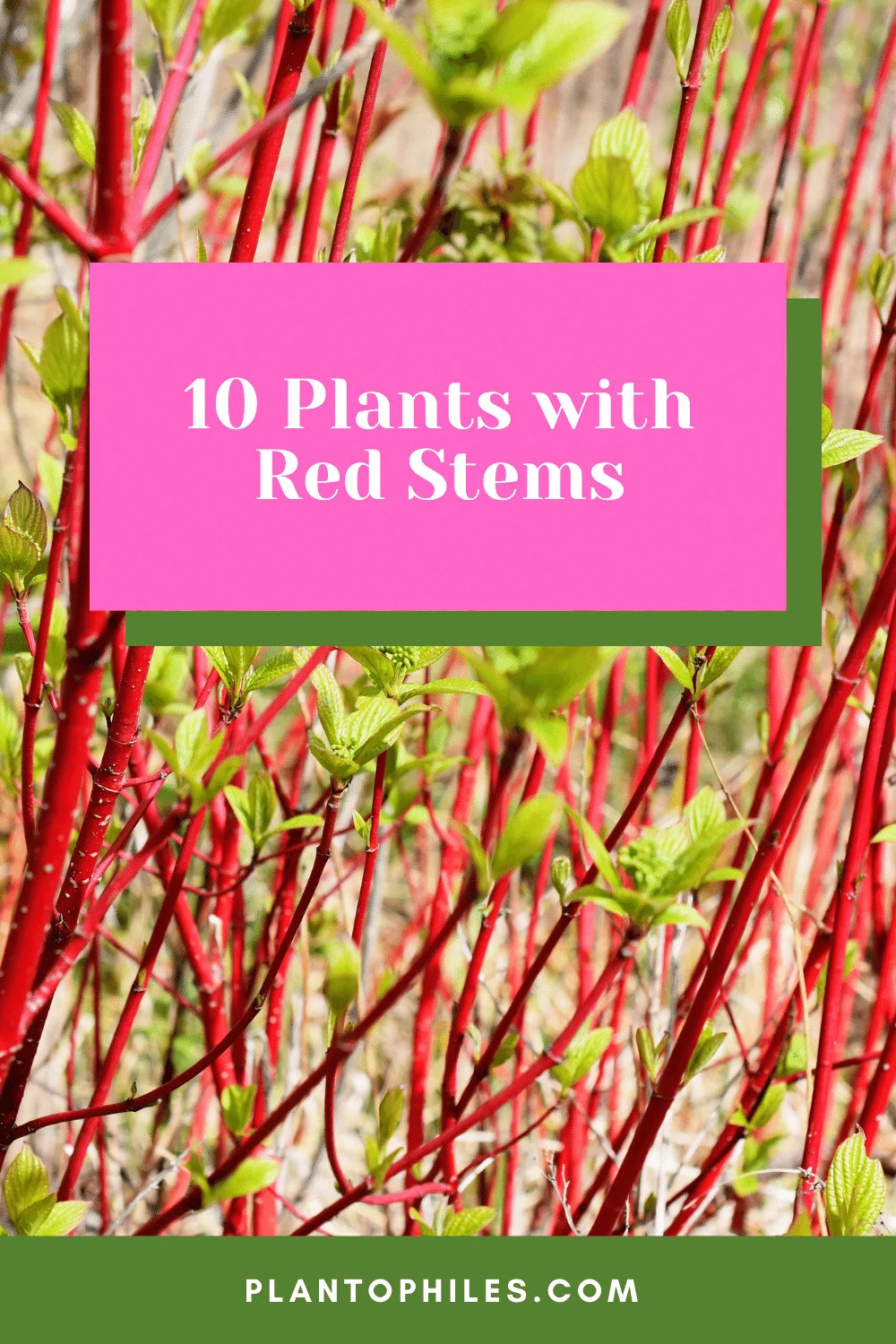 10红188金宝慱亚洲体育茎的植物