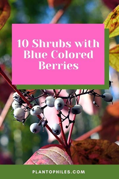 10 Shrubs with Blue Colored Berries