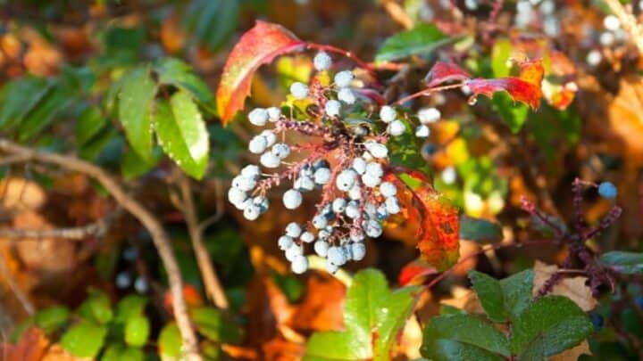 10 Shrubs with Blue Colored Berries – Best List 2023