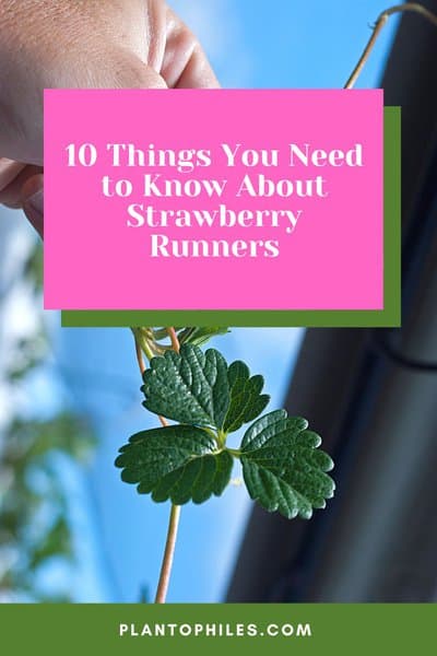 10 Things You Need to Know About Strawberry Runners