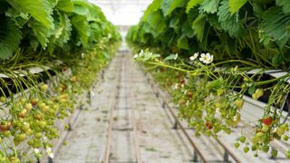 10 Things You Need to Know About Strawberry Runners