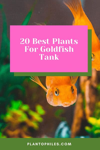 20 Best Plants For Goldfish Tank