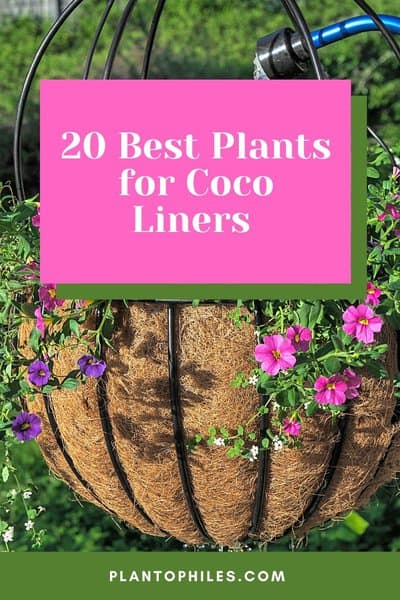 20 Best Plants for Coco Liners