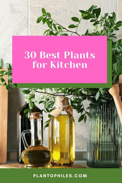 30 Best Plants for Kitchen - Best Guide [2022] 1