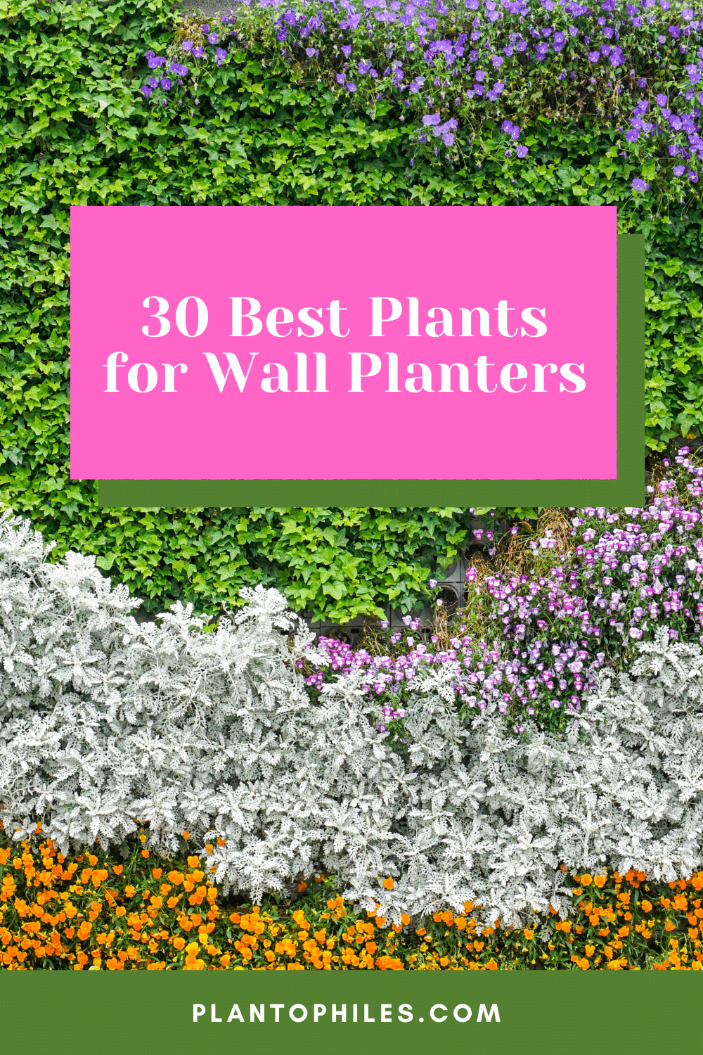 30种最适合墙壁188金宝慱亚洲体育种植的植物