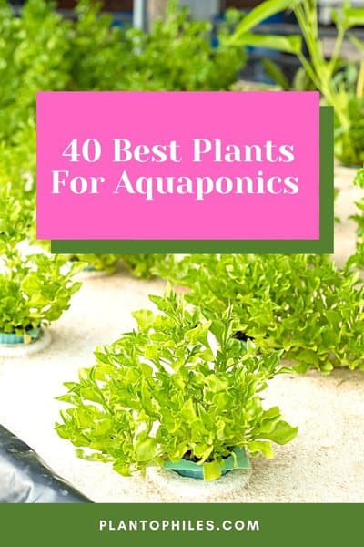 40 Best Plants For Aquaponics