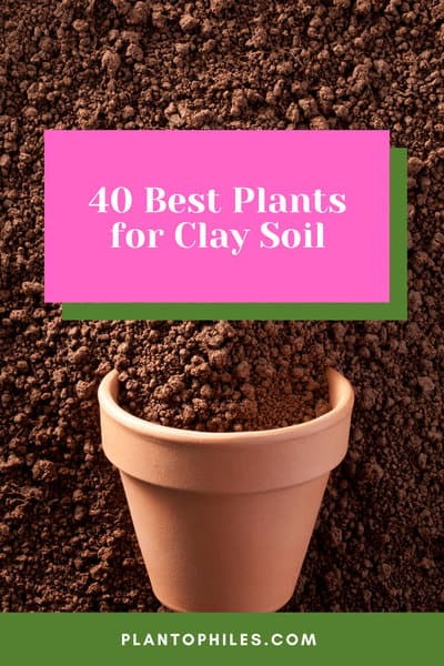 40 Best Plants for Clay Soil 
