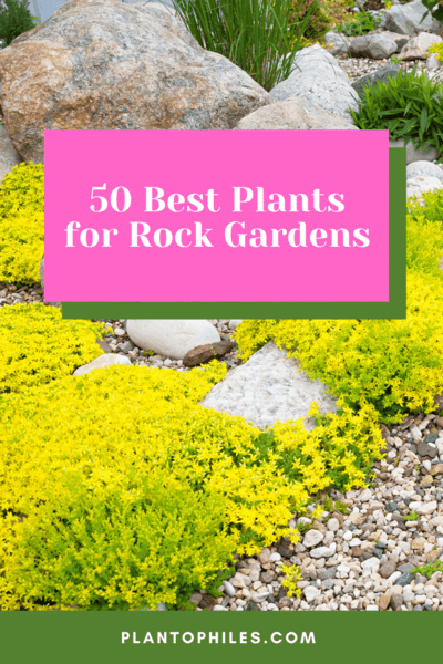 50个最好的植物188金宝慱亚洲体育岩石花园