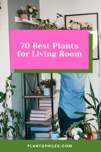 70 Best Plants for Living Room